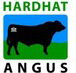 Hardhat Angus - Noosa Builders